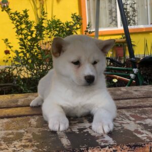 SHIBA INU