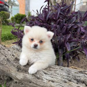 Pomerania