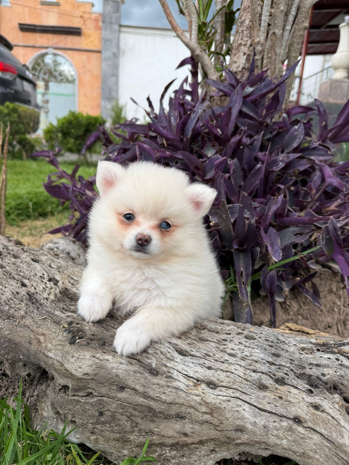 Pomerania