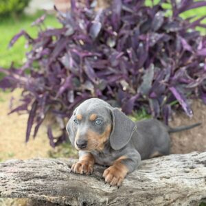 Dachshund (Salchicha)