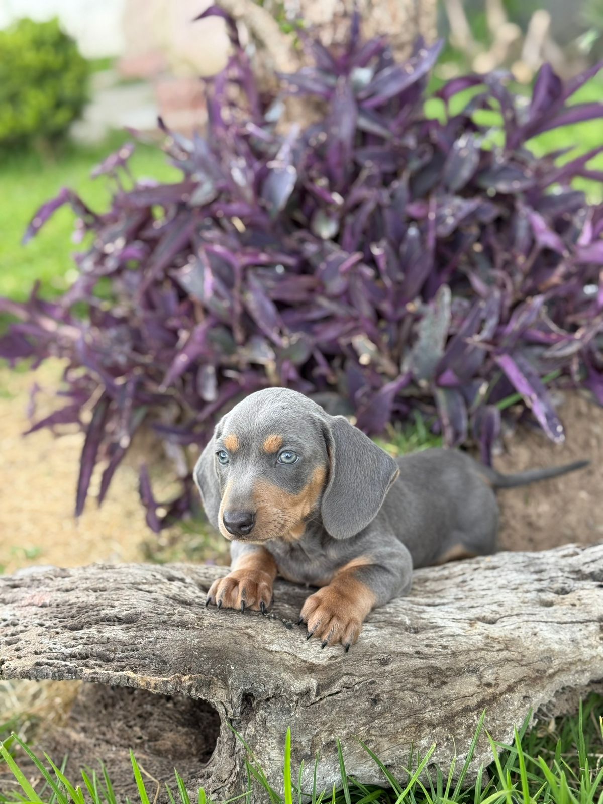Dachshund (Salchicha)