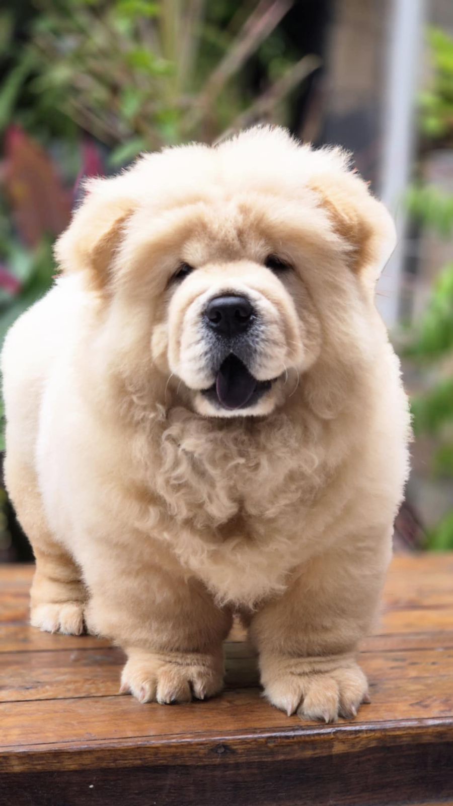 Chow Chow