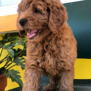 Goldendoodle