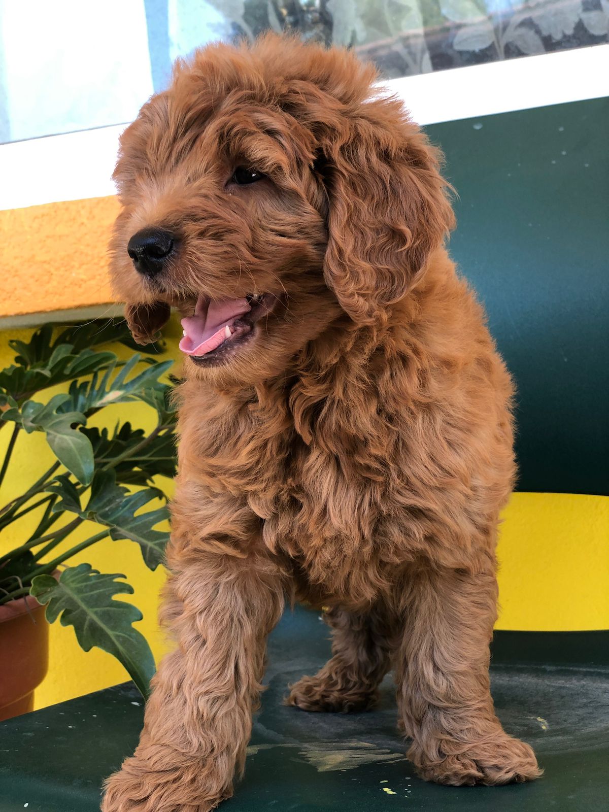 Goldendoodle