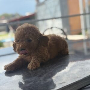 Poodle (Caniche)