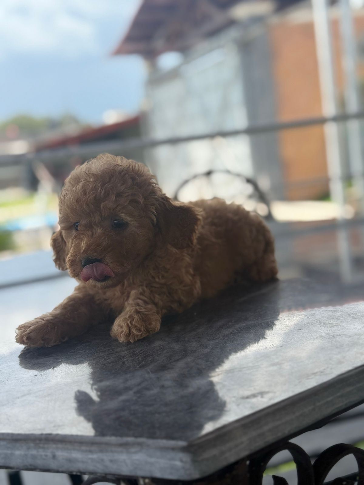 Poodle (Caniche)