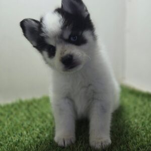 Pomsky