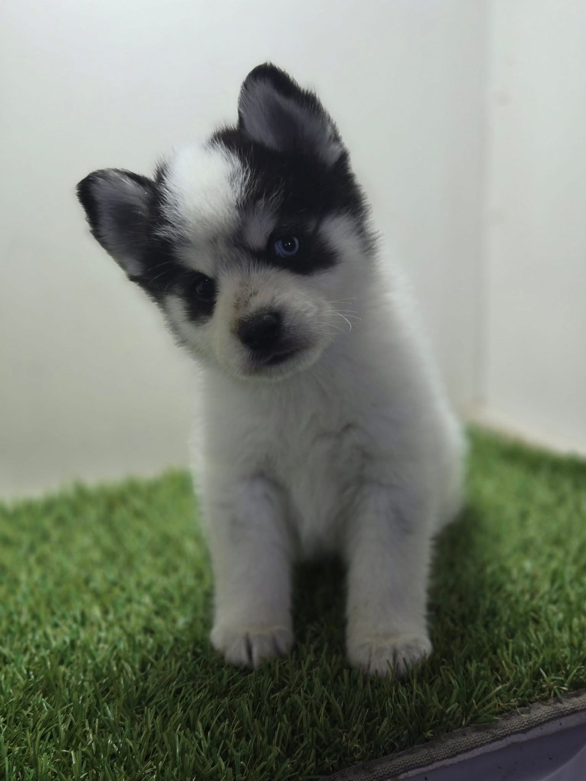 Pomsky
