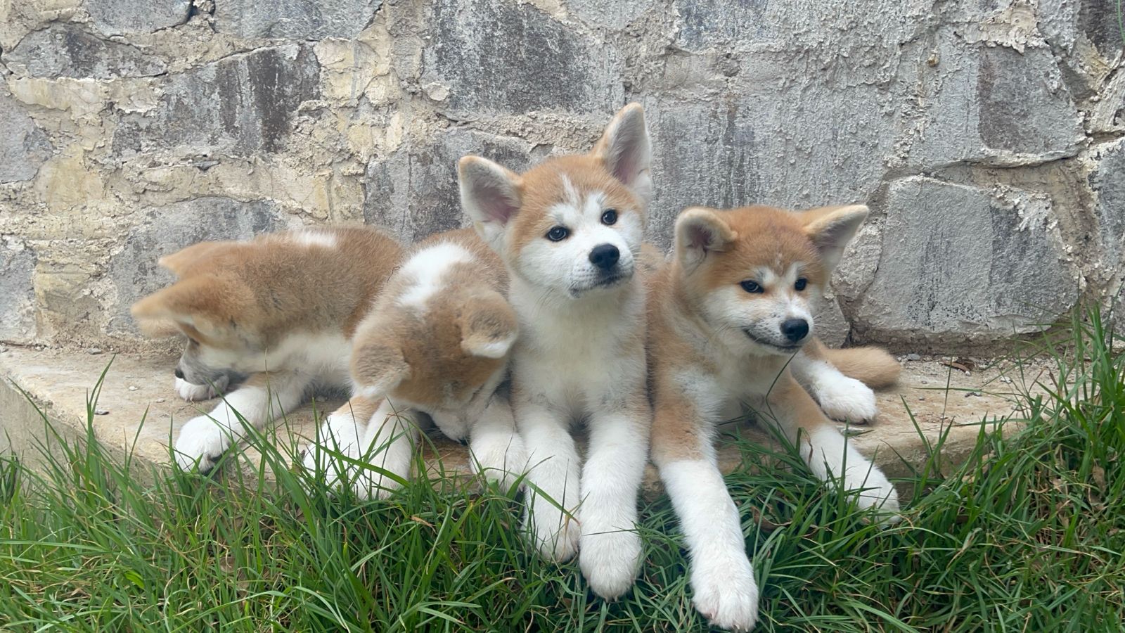 Akita Inu
