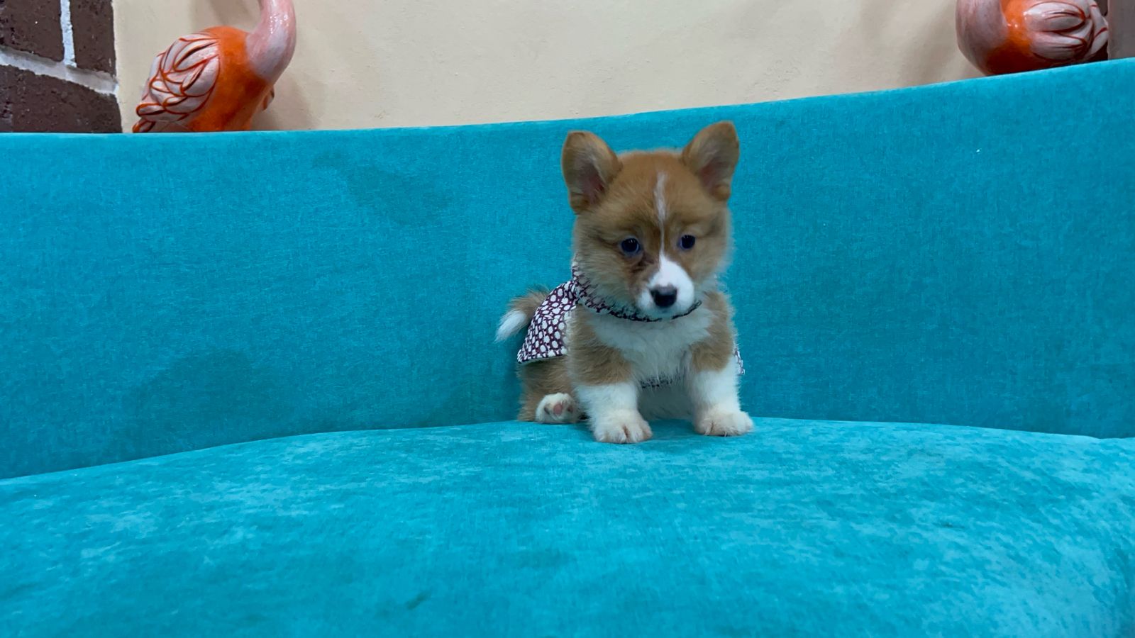 Corgi