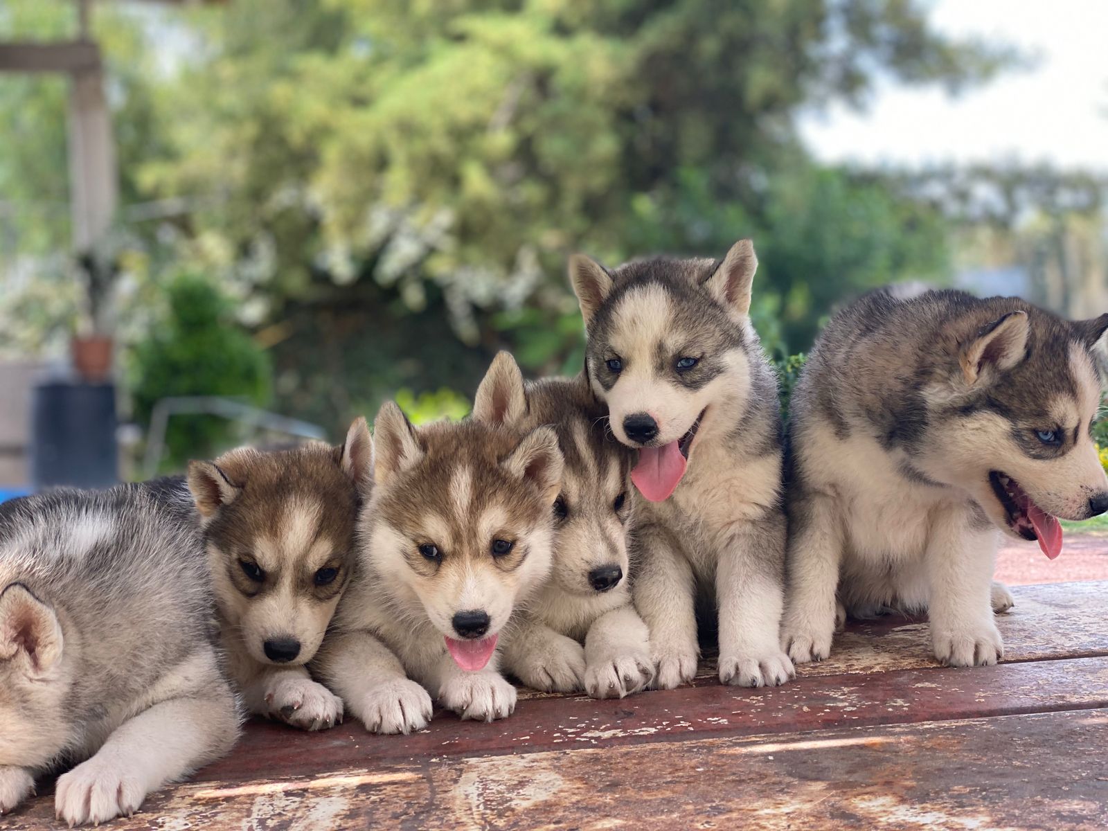 Husky Siberiano