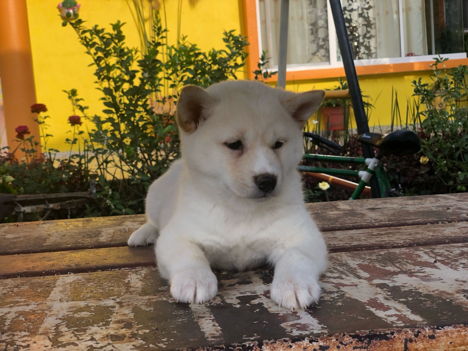 Shiba Inu